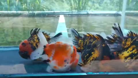 The most beautiful thailand goldfish collection-12