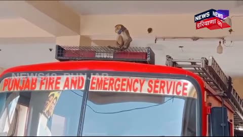 The Jalandhar Monkey Video