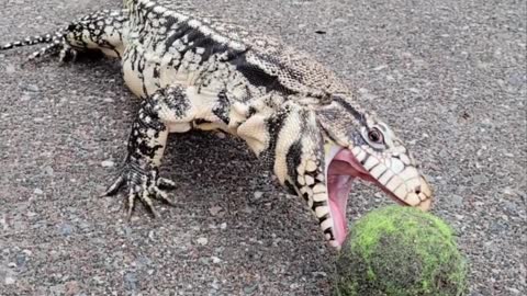 Argentine Tegu Takes on Tennis Ball