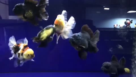 Wow super beautiful goldfish in tank-4