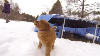 Puppy-time Play on a snowy day