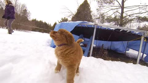 Puppy-time Play on a snowy day