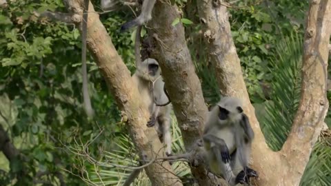Meet Fearless Langur Monkeys! _ Earth Odyssey