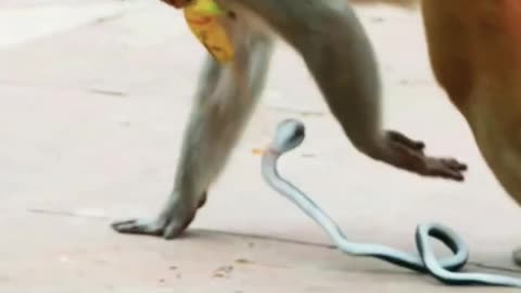 Monkey 🐒 and snake prank 😹