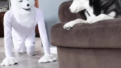 Funny Husky Pranked By Wolf Mask