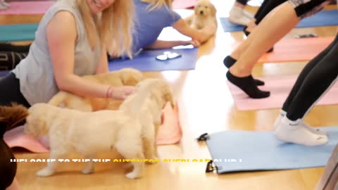 Golden Retriver Puppies On Yoga