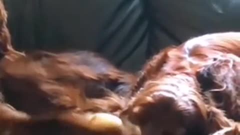 Irish Setter can't stand his snoring brother & slap it