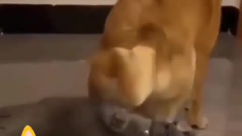 funny cat videos/funny pet video