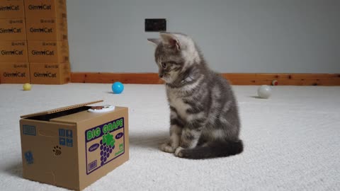 Kitten Reacts To Stealing Coin Cat Piggy Bank