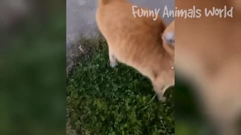 Funniest cats and dogs