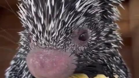 Porcupine eating an apple.. 😊