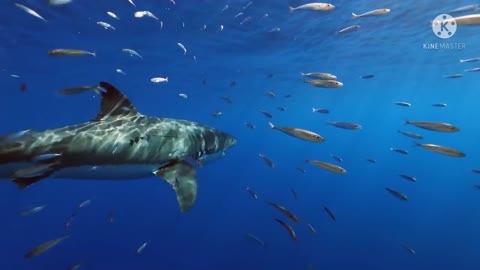 Shark attack on scuba diving