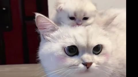 Cute baby kitten video #catvideo#kittenvideo#cat#cats#pet