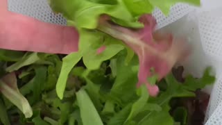 DIY Salad Spinner for only $20!