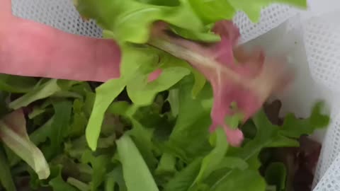 DIY Salad Spinner for only $20!