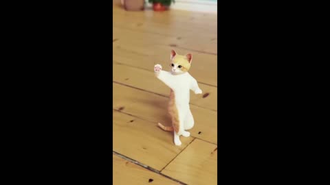 Cat cute dance