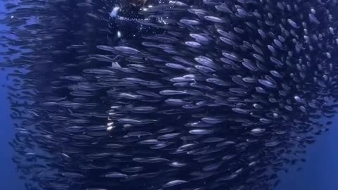 Filming under the sea of a large group of beautiful fish