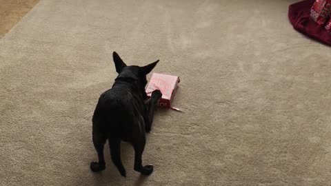 This Dog Didn't Wait for Christmas to Open Presents