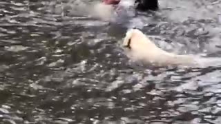 Dogs swim out to rescue owner.