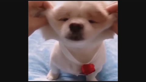 Fluffy Dogs and Puppies ♥ Best Funny Dogs Puppies Video Compilation