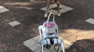 Dog Barks at 4-Legged Robot