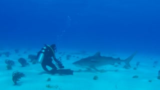 2019's Most Amazing Shark Encounters Caught on Camera