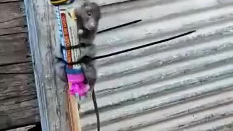 This rat went to the moon