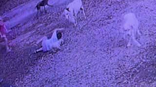 Little Boy Tackled by Sheep