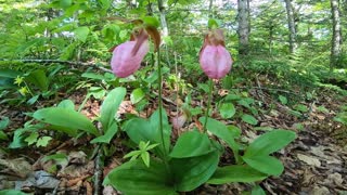 Lady's Slippers