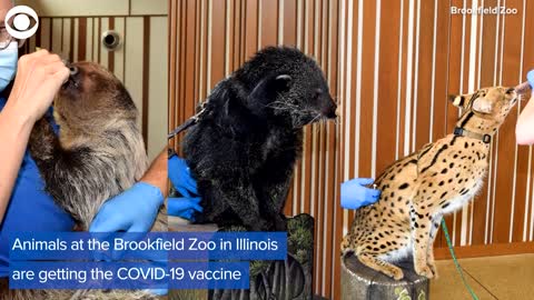 WEB EXTRA: Some U.S. Zoos Are Vaccinating Animals Against COVID