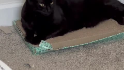 Adopting a Cat from a Shelter Vlog - Cute Precious Piper is Sitting on a Chewed Up Tuffet #shorts