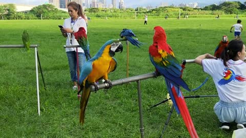 #Types of parrots