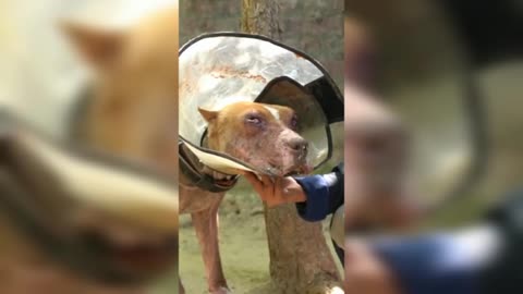 Dog Fan Of Tennis Balls Gets To Chase Them To His Heart's Content