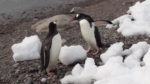 Penguin in Deep Cold Water