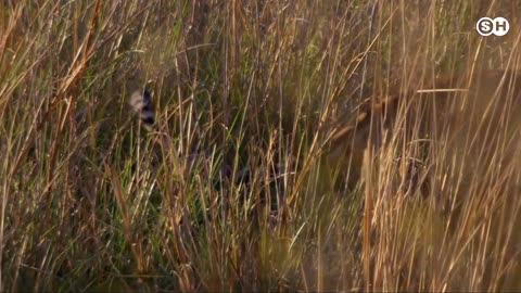 TIGER VS CROCODILE #wildanimals #wild #animals #animalsvideo