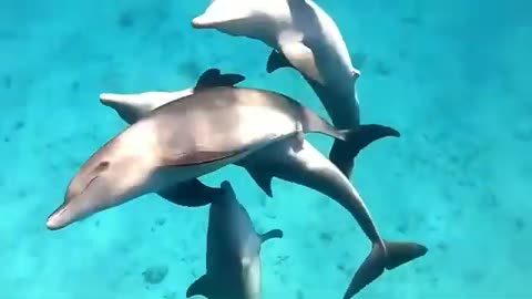DOLPHINS INCREDIBLE MOMENT