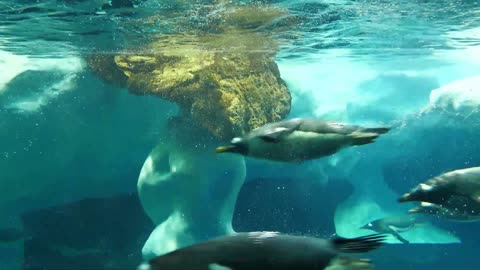 Amazing penguins fast swims underwater