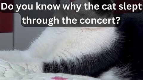 Do you know why the cat slept through the concert?