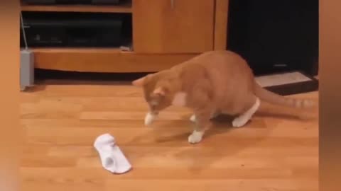 FUNNY CAT VIDEO