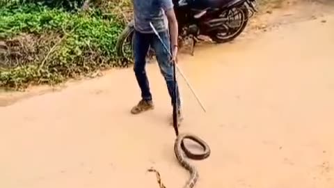 Biggest cobra 🐍 😱😱