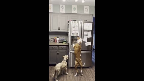 Clever Dog Helps Himself To Ice Cubes