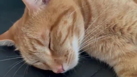 Cute Cats Sleeping