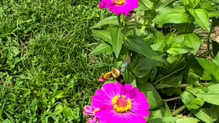 Slo~ Mo Busy Bee 🐝