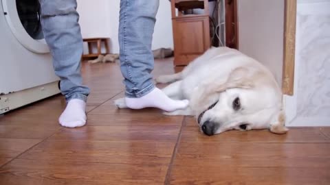 Accidentally” Stepping on My Golden Retriever's Feet too Many Times