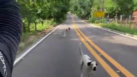 Dogs Run With Cyclist