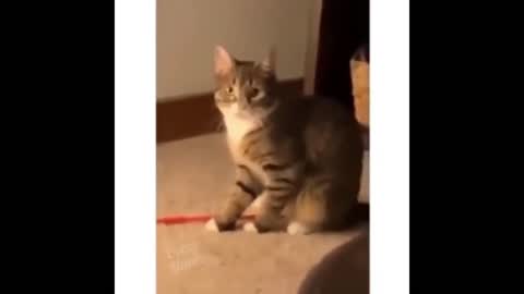 funny cat