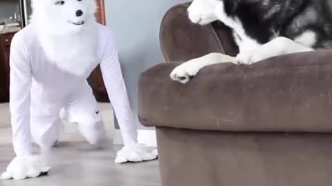 best funny dog videos