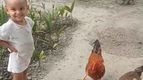 chicken chilling #funnyvideos #kids #murgi