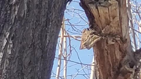 Woodpecker backyard