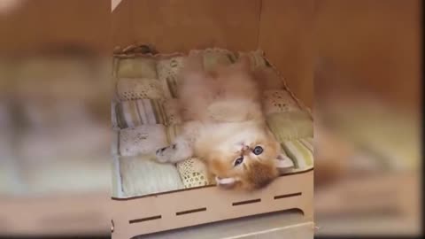 Baby Cat - Cute and Funny Cat Video Compilation